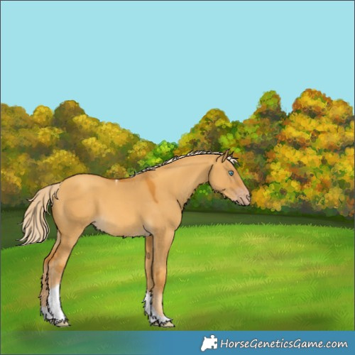 Horse Color:Gold Cream Champagne Dun Tobiano 