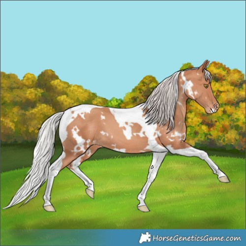 Horse Color:White Spotted Silver Sable Champagne Tobiano Appaloosa