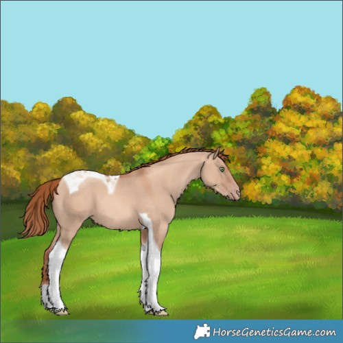 Horse Color:Gold Champagne Dun Tobiano 