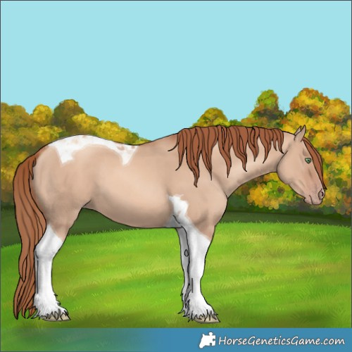 Horse Color:Gold Champagne Dun Tobiano 