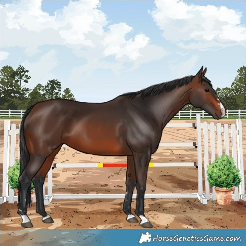 Horse Color:Brown 
