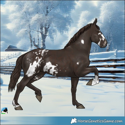 Horse Color:Liver Chestnut Frame  and Liver Chestnut Frame Appaloosa 
