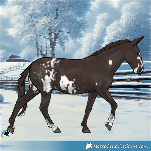 Horse Color:Liver Chestnut Frame and Liver Chestnut Frame Blanket