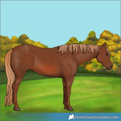 Horse Color:Chestnut 