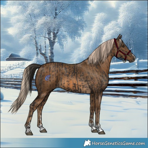 Horse Color:Liver Chestnut  and Chocolate Palomino 