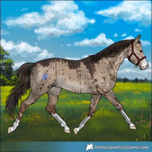 Horse Color:Liver Red Dun Brindle 