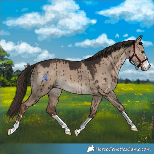 Horse Color:Liver Red Dun Brindle 