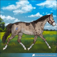Horse Color:Liver Red Dun Brindle 