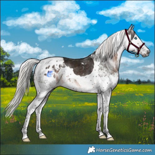 Horse Color:Gray Silver Brown Splash Tobiano Appaloosa 