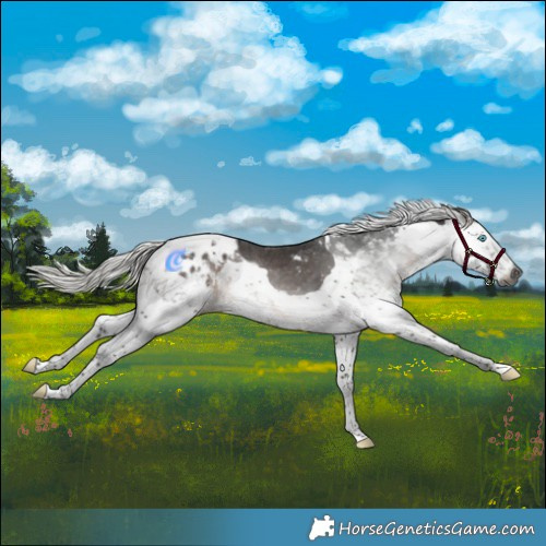 Horse Color:Gray Silver Brown Splash Tobiano Appaloosa 
