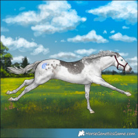 Horse Color:Gray Silver Brown Splash Tobiano Varnish 