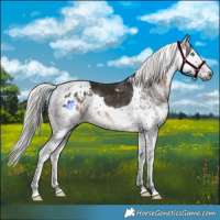 Horse Color:Gray Silver Brown Splash Tobiano Appaloosa 