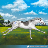 Horse Color:Gray Silver Brown Splash Tobiano Appaloosa 