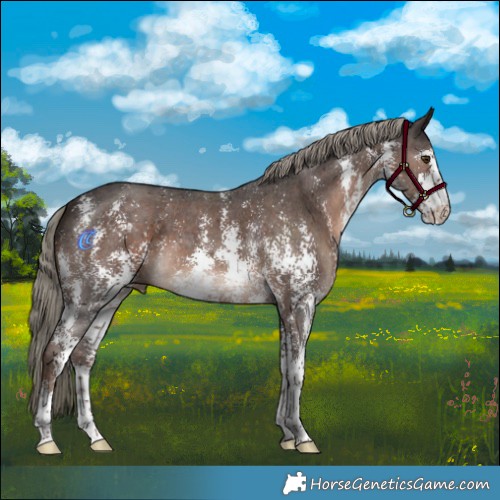 Horse Color:Liver Chestnut Mushroom Sabino 