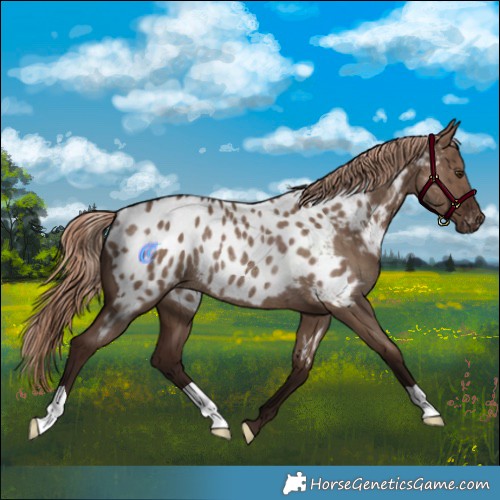 Horse Color:Liver Red Dun Appaloosa Rabicano Brindle