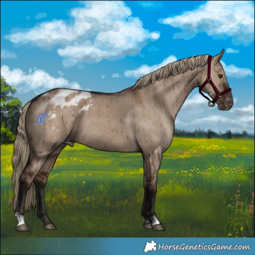 Horse Color:Liver Red Dun Appaloosa Brindle 