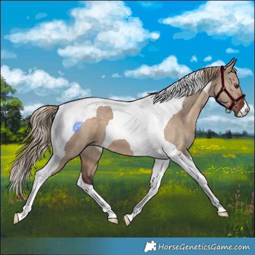 Horse Color:Liver Red Dun Tobiano 