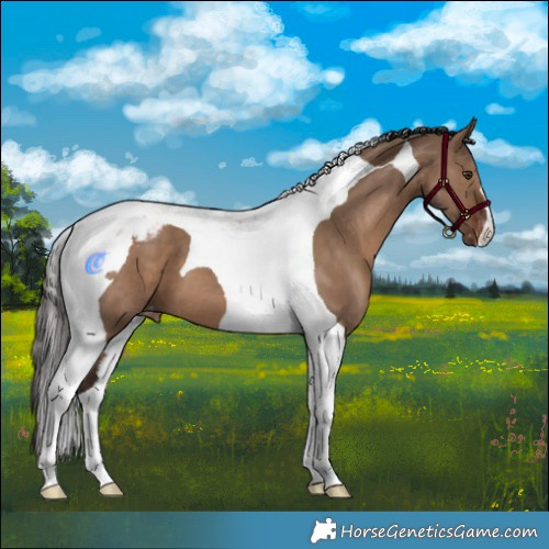 Horse Color:Liver Red Dun Tobiano Appaloosa 