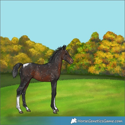 Horse Color:Brown Tobiano Appaloosa Rabicano 