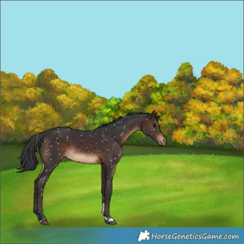 Horse Color:Brown Tobiano Appaloosa Rabicano 