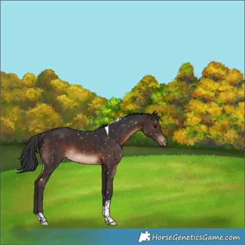 Horse Color:Brown Tobiano Appaloosa 