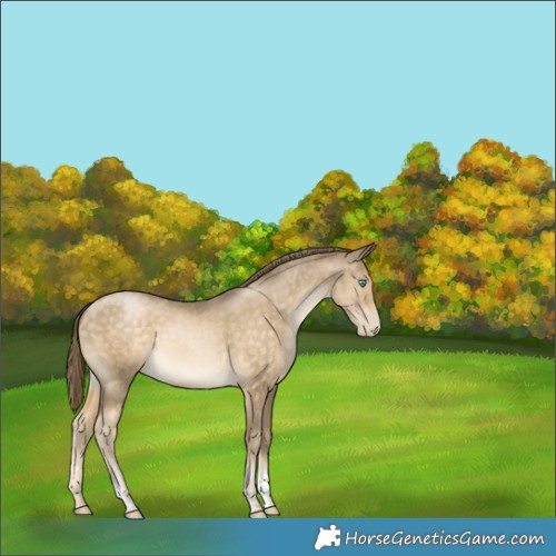 Horse Color:Buckskin Pearl Tobiano