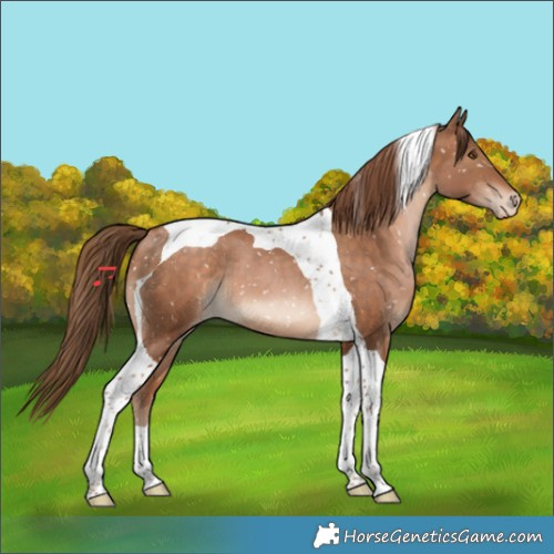 Horse Color:Brown Snowdrop Pearl Tobiano Appaloosa