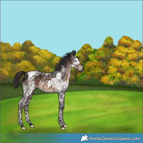 Horse Color:Gray Brown Splash Tobiano 