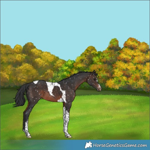 Horse Color:Brown Tobiano Snowflake Varnish 