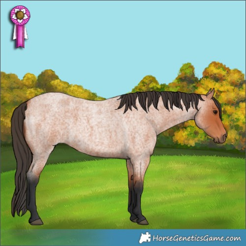 Horse Color:Bay Roan 