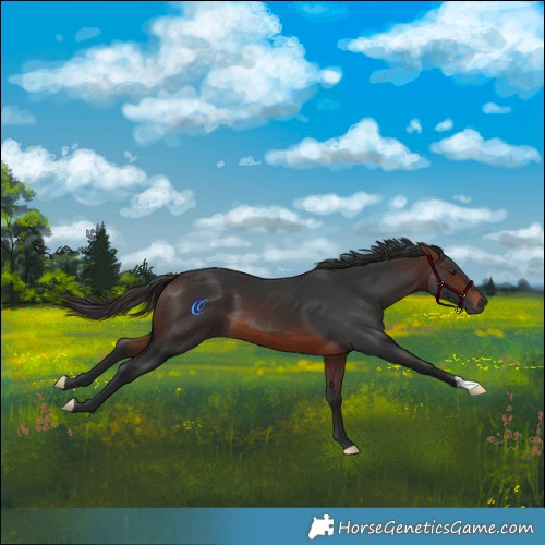 Horse Color:Brown 