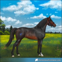 Horse Color:Brown 