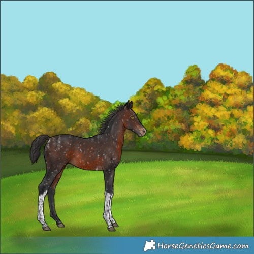 Horse Color:Powder White Brown Tobiano Appaloosa 