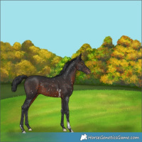 Horse Color:Brown Tobiano Snowflake Varnish 