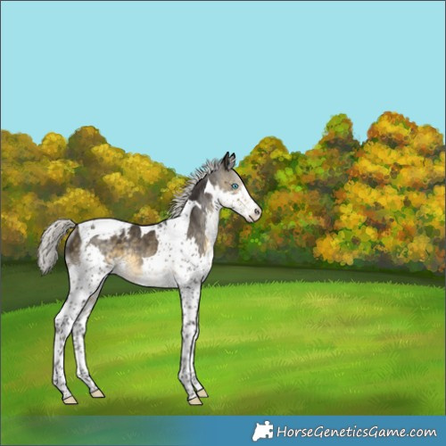 Horse Color:Silver Buckskin Splash Tobiano Appaloosa Rabicano 