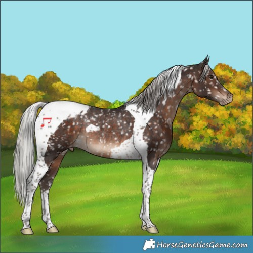 Horse Color:Silver Brown Tobiano Appaloosa Rabicano 
