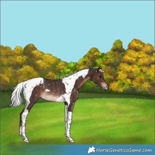 Horse Color:Silver Brown Tobiano Appaloosa Rabicano