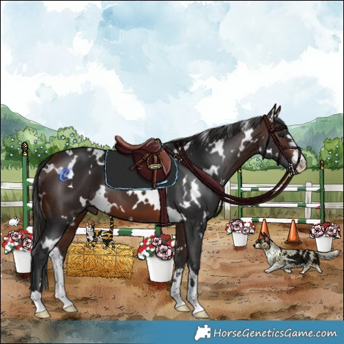 Horse Color:White Spotted Brown 