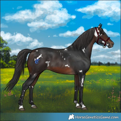 Horse Color:White Spotted Brown Rabicano 