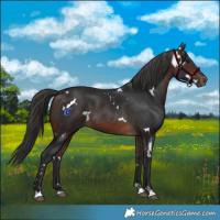 Horse Color:White Spotted Brown Rabicano 