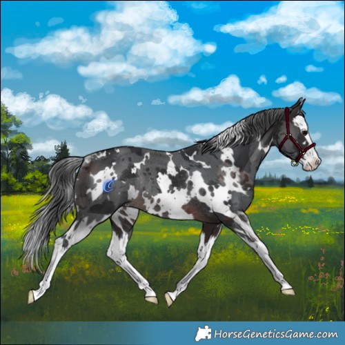 Horse Color:White Spotted Brown Merle Splash Rabicano 