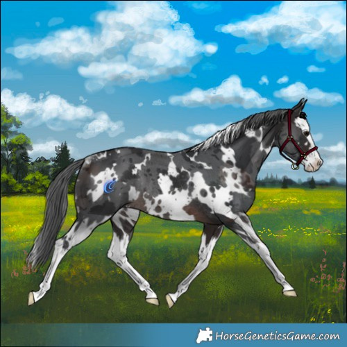 Horse Color:White Spotted Brown Merle Splash Rabicano 