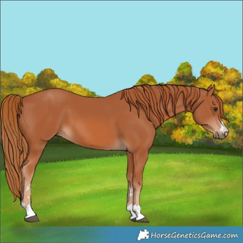 Horse Color:Chestnut 
