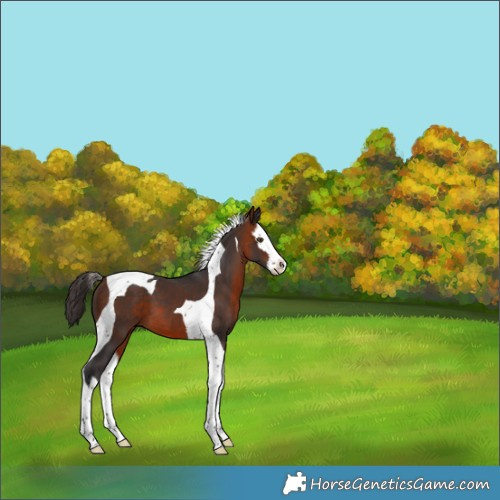 Horse Color:Bay Splash Tobiano Appaloosa 