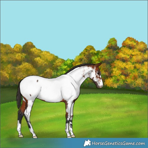 Horse Color:Bay Appaloosa 
