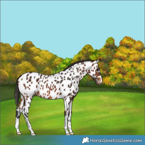 Horse Color:Bay Appaloosa 