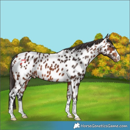 Horse Color:Bay Appaloosa 