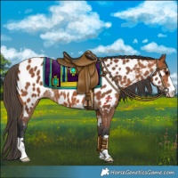 Horse Color:Bay Appaloosa 