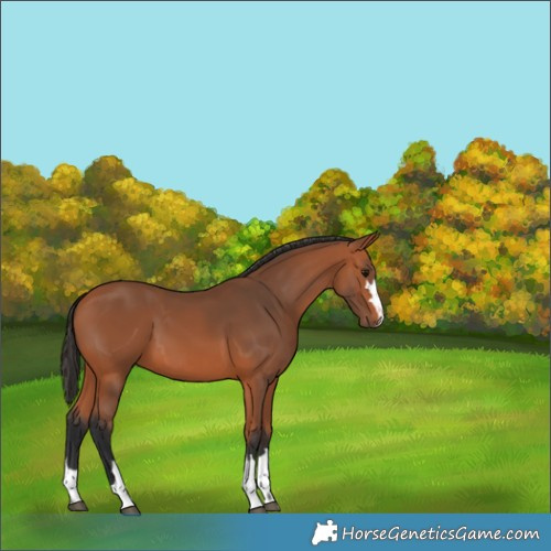 Horse Color:Bay 