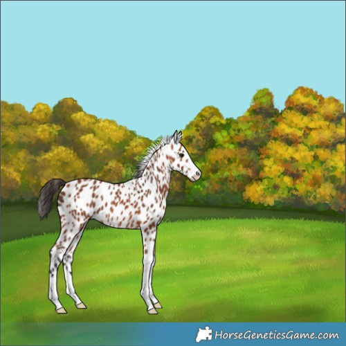 Horse Color:Bay Appaloosa 